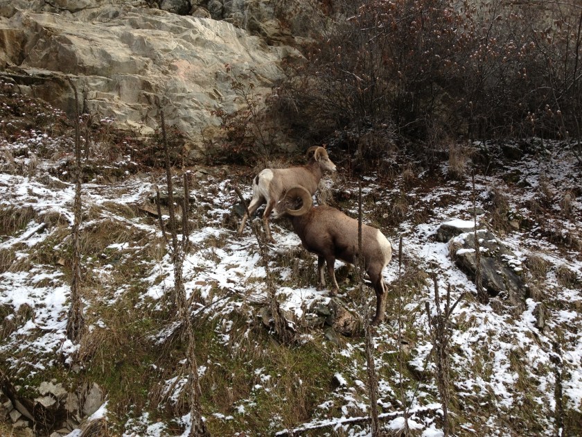 Copyright 2013 Blueberry Creek Crafts, All rights reserved